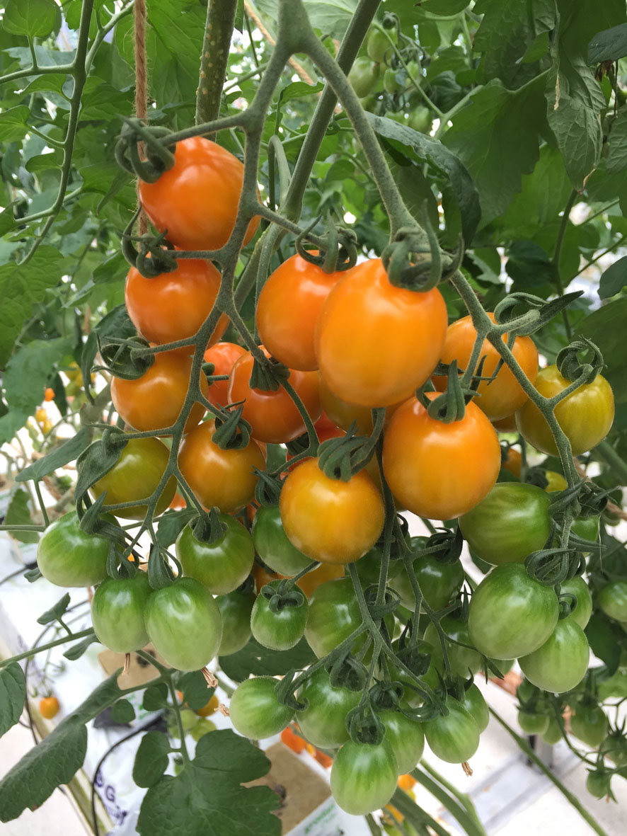 水耕番茄-黃茄